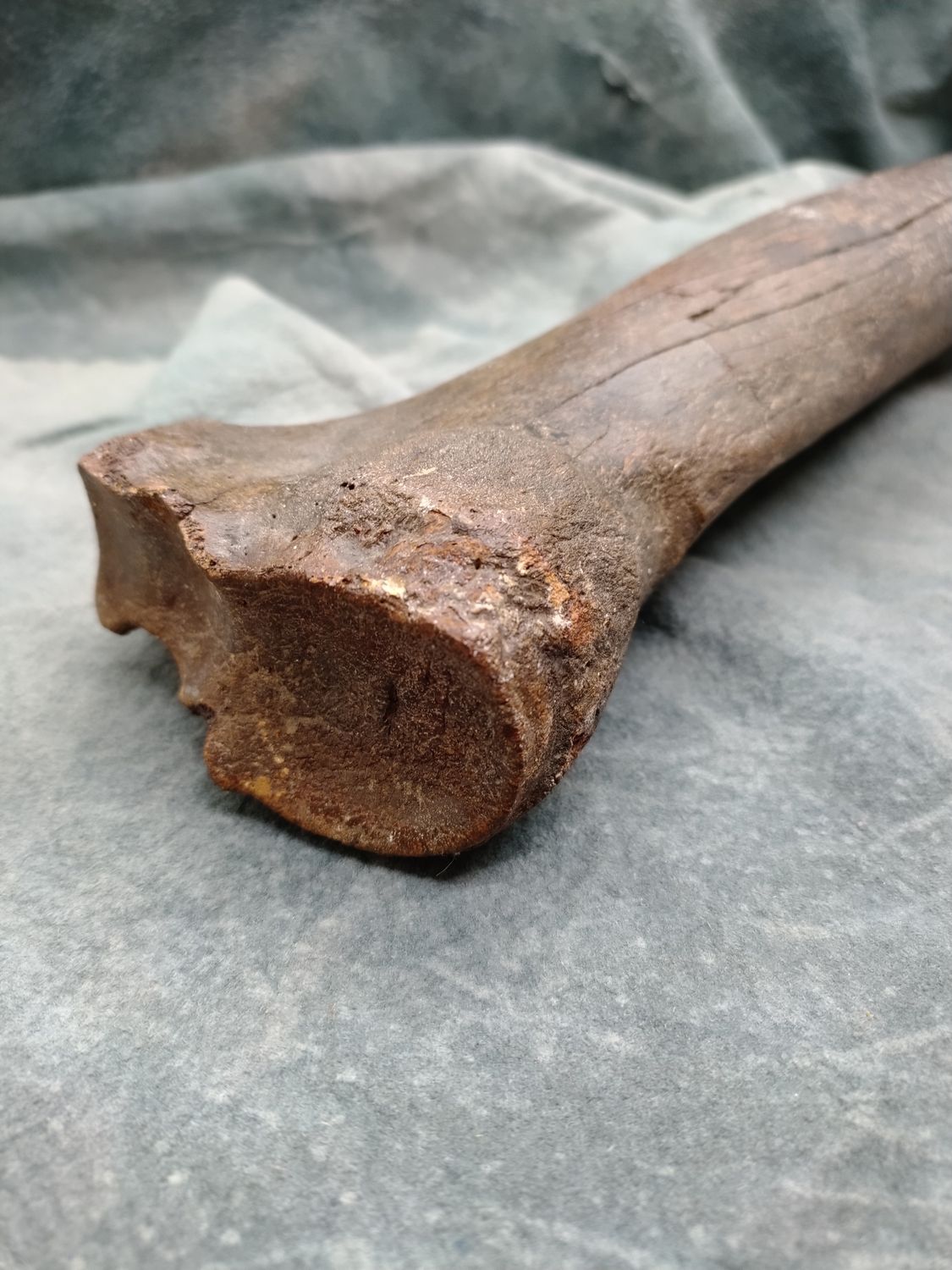 Pleistocene Bison Leg Bone