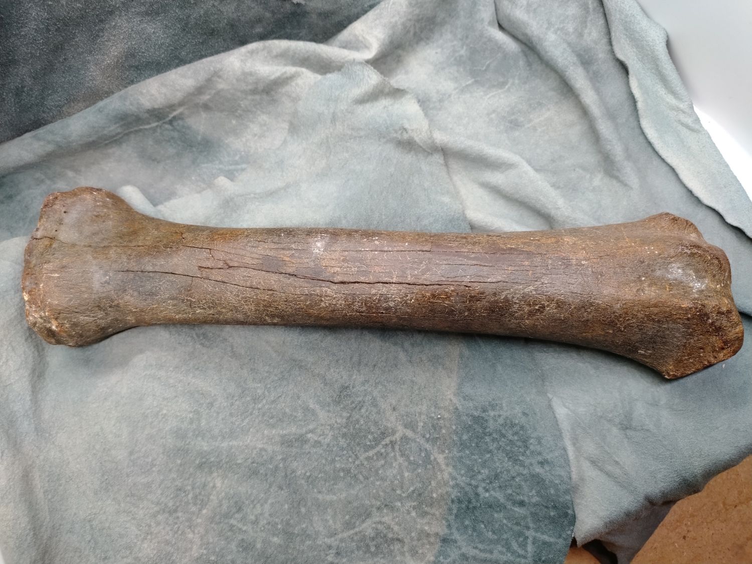 Pleistocene Bison Leg Bone