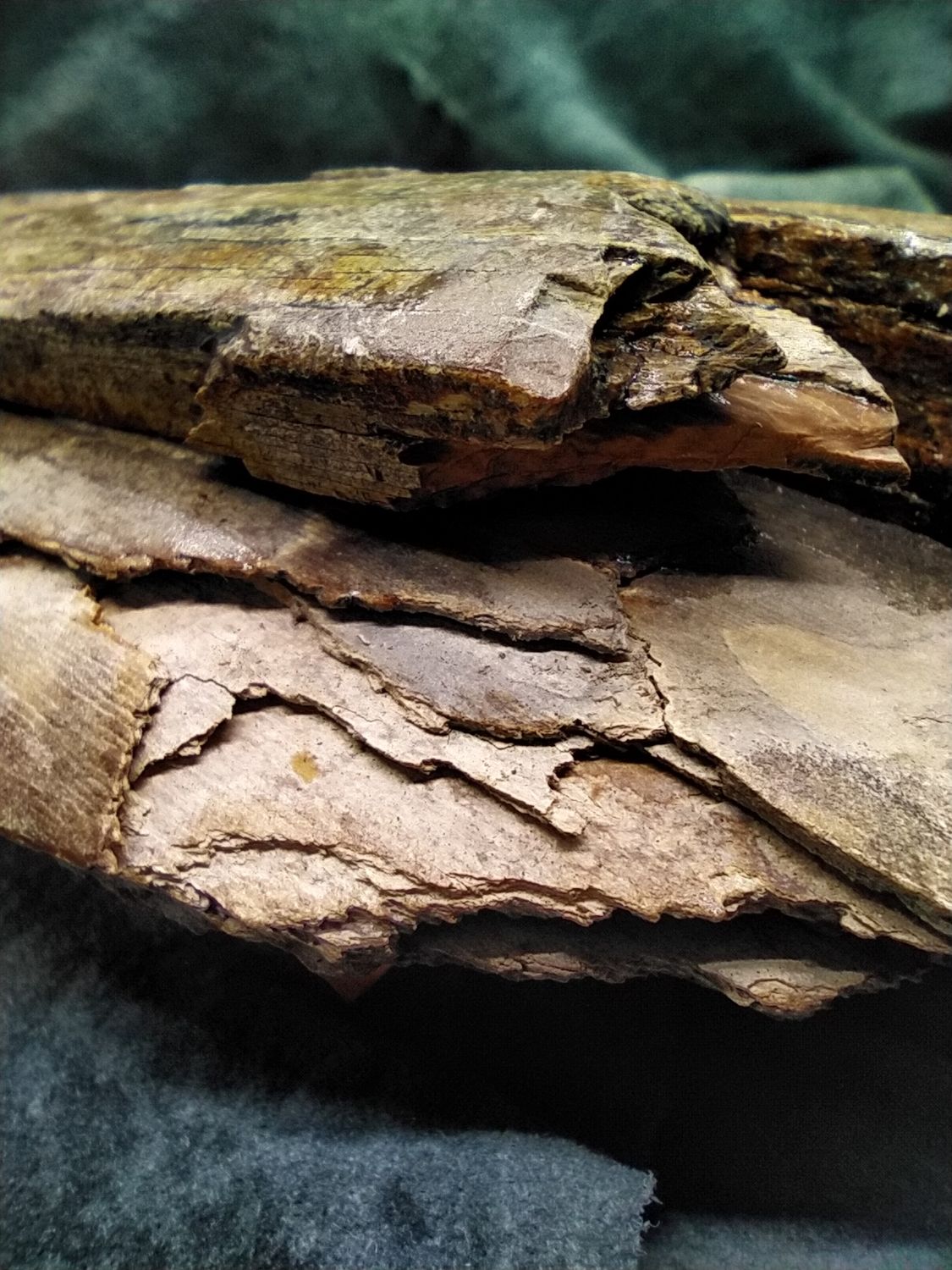 Woolly Mammoth Tusk #1