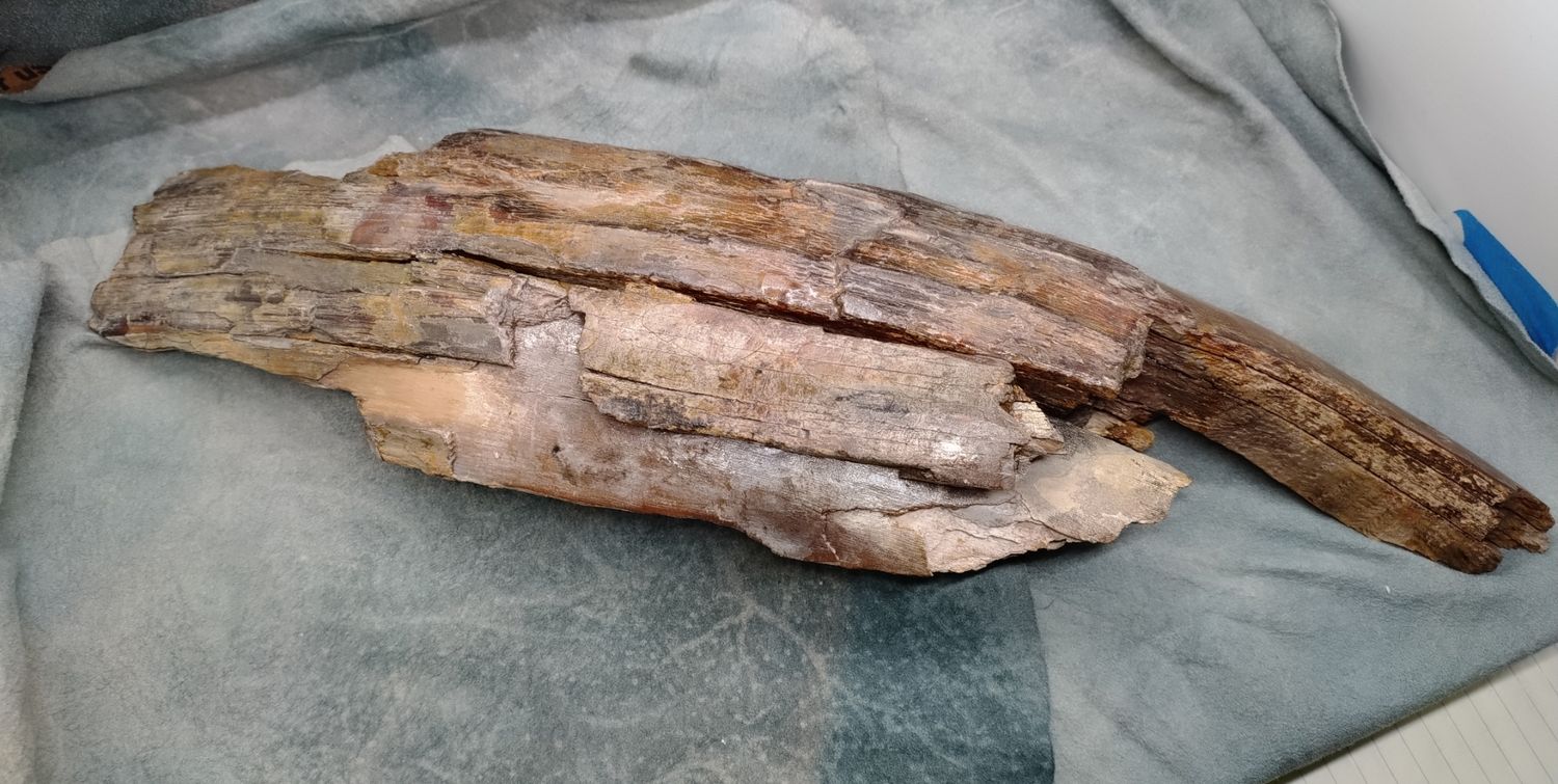 Woolly Mammoth Tusk #1