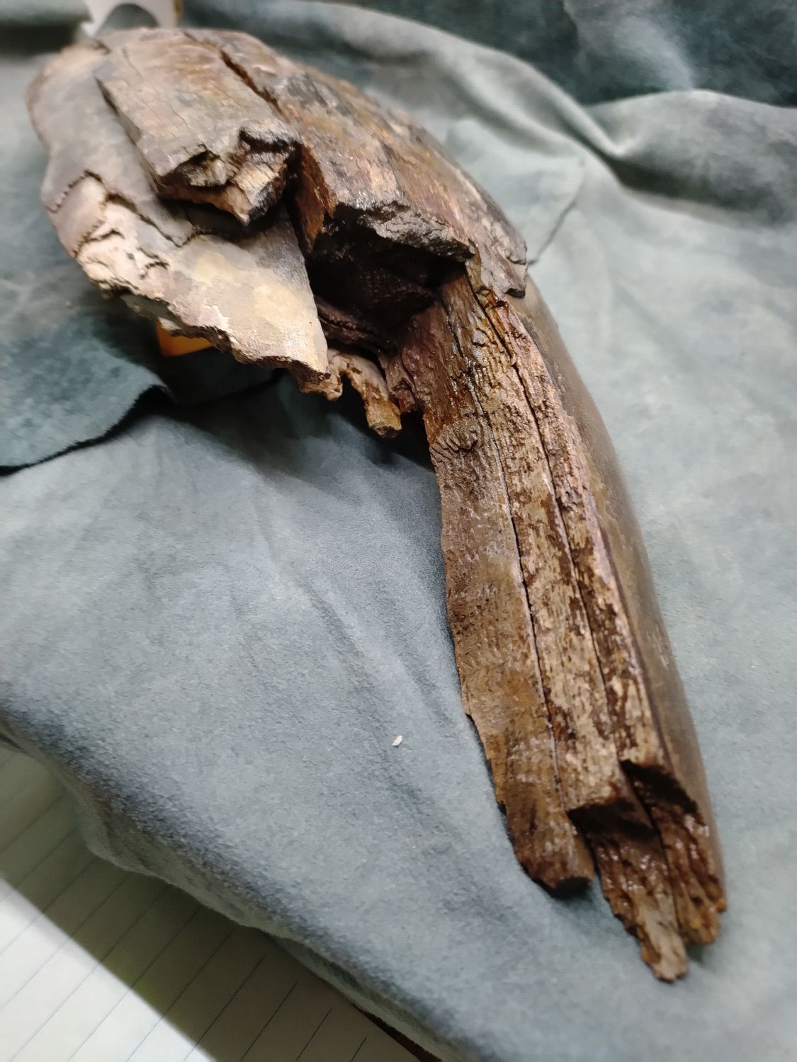 Woolly Mammoth Tusk #1