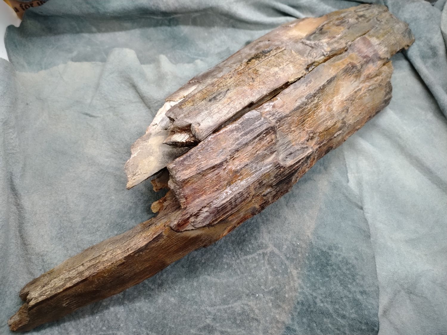 Woolly Mammoth Tusk #1