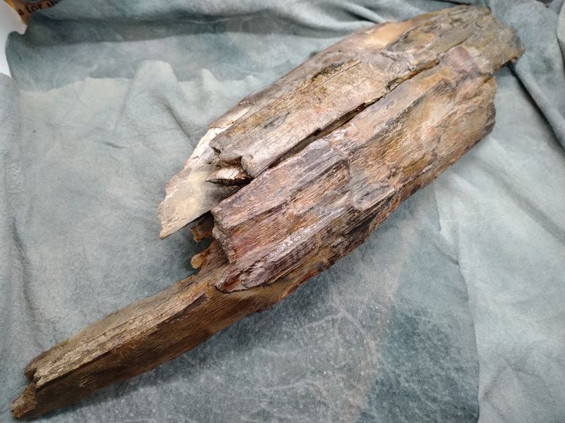 Woolly Mammoth Tusk #1
