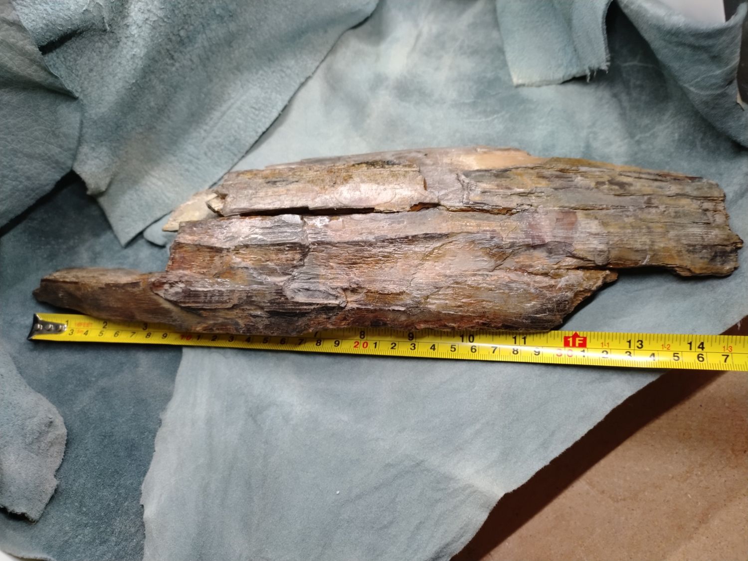 Woolly Mammoth Tusk #1