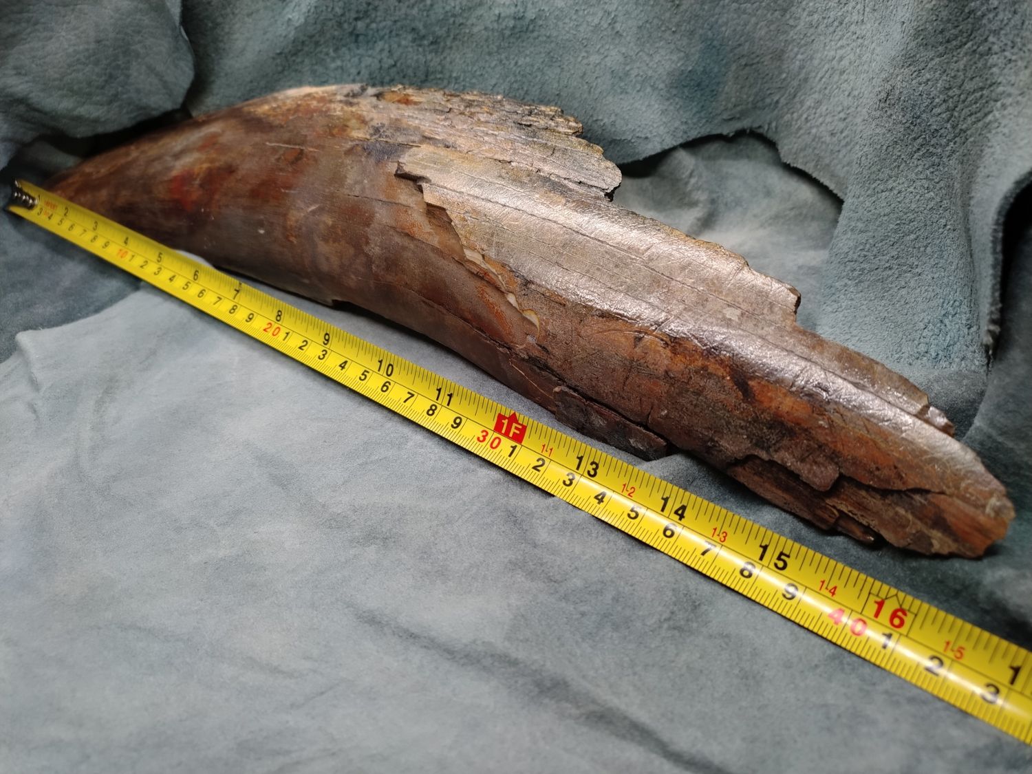 Woolly Mammoth Tusk #2