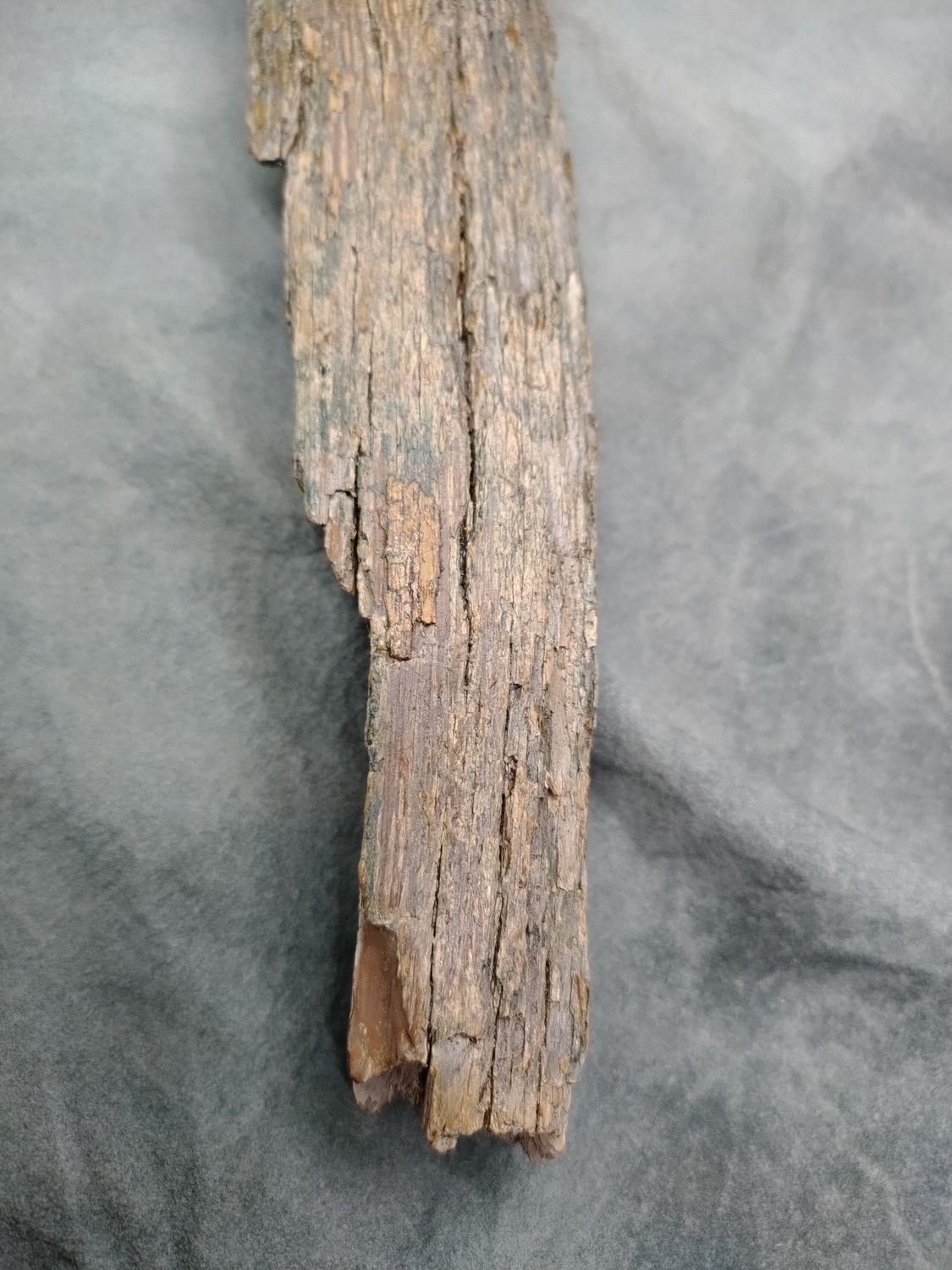 Woolly Mammoth Tusk #3