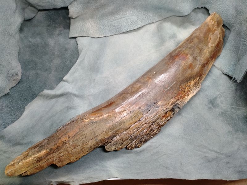 Woolly Mammoth Tusk #2