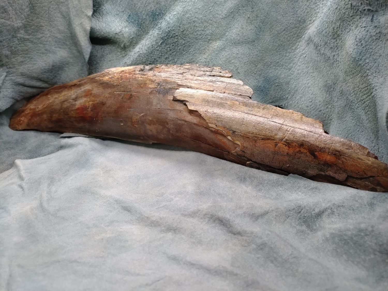 Woolly Mammoth Tusk #2