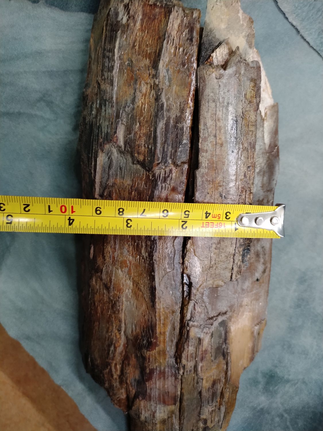 Woolly Mammoth Tusk #1