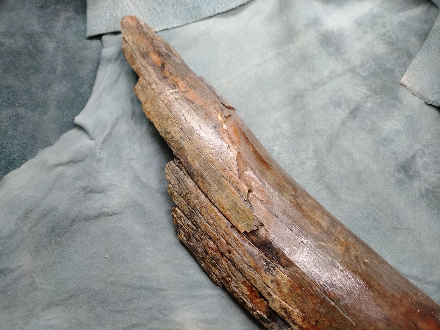 Woolly Mammoth Tusk #2