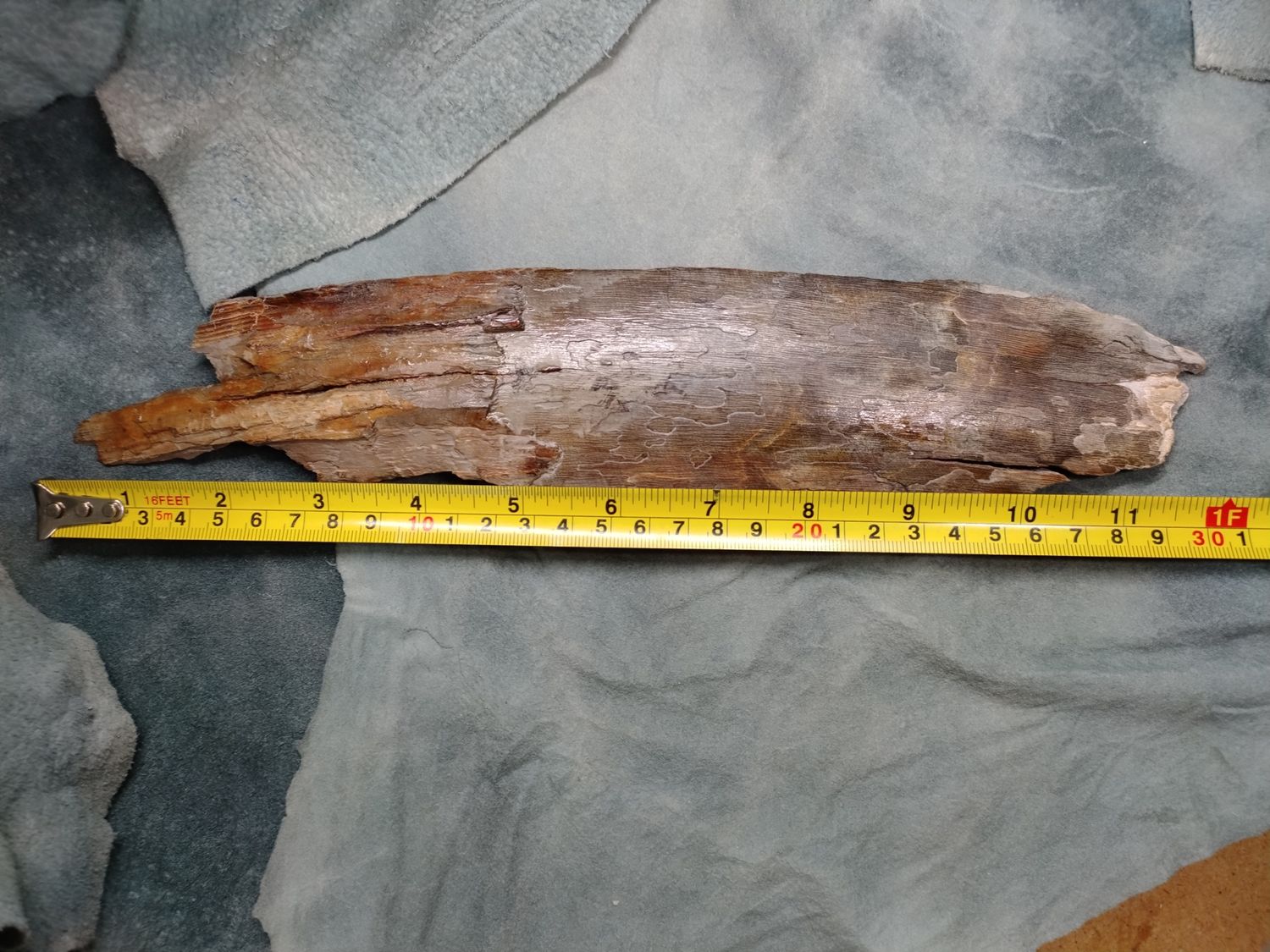 Woolly Mammoth Tusk #4