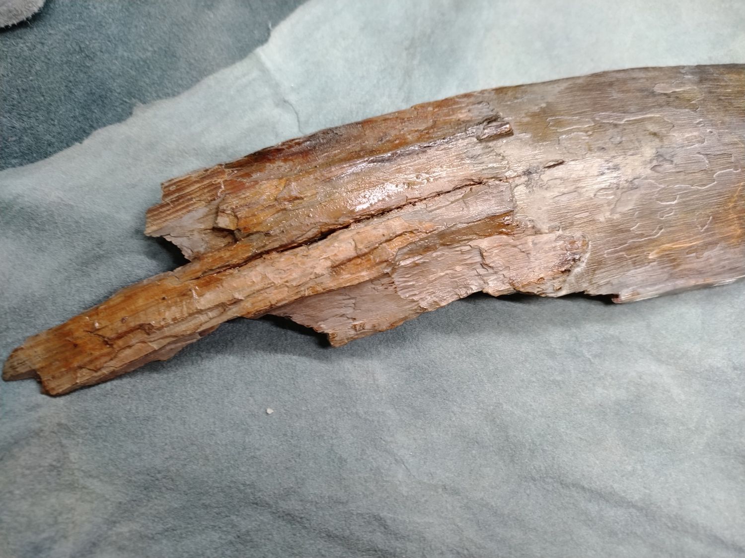 Woolly Mammoth Tusk #4