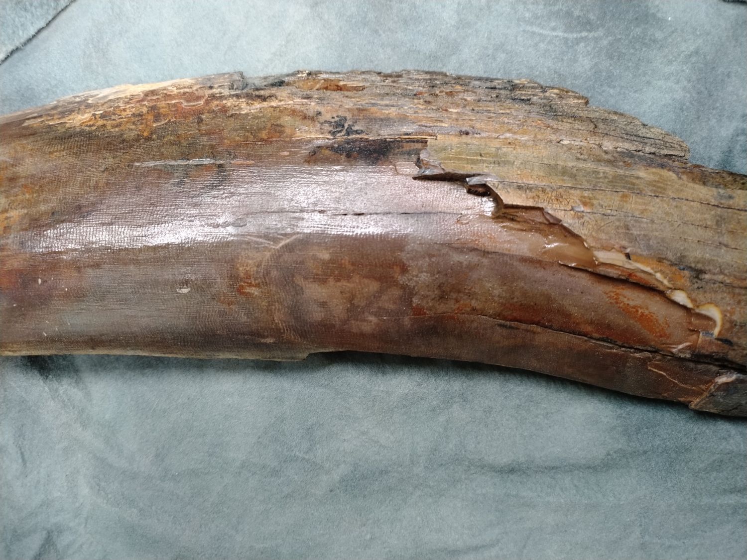 Woolly Mammoth Tusk #2