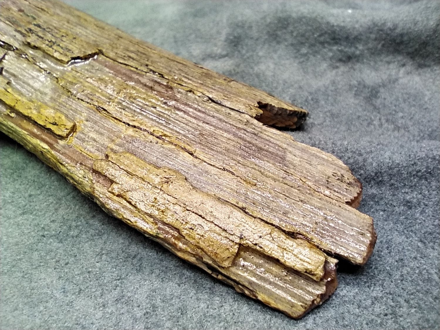 Woolly Mammoth Tusk #3