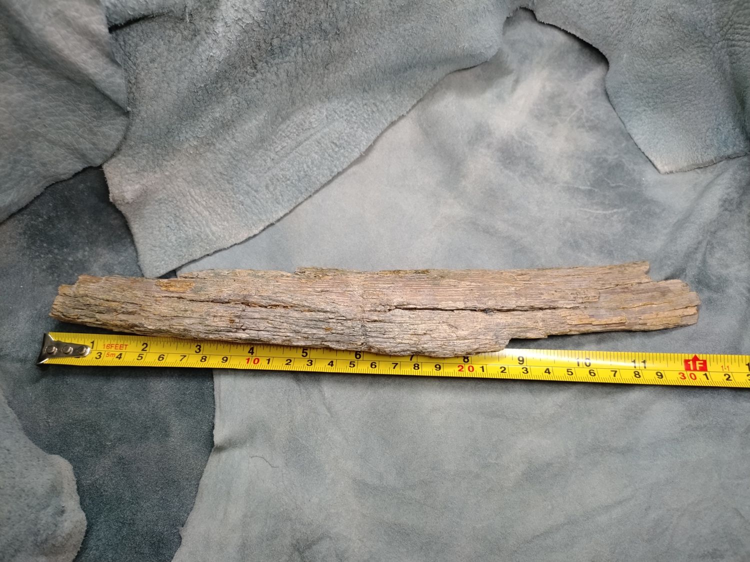 Woolly Mammoth Tusk #3