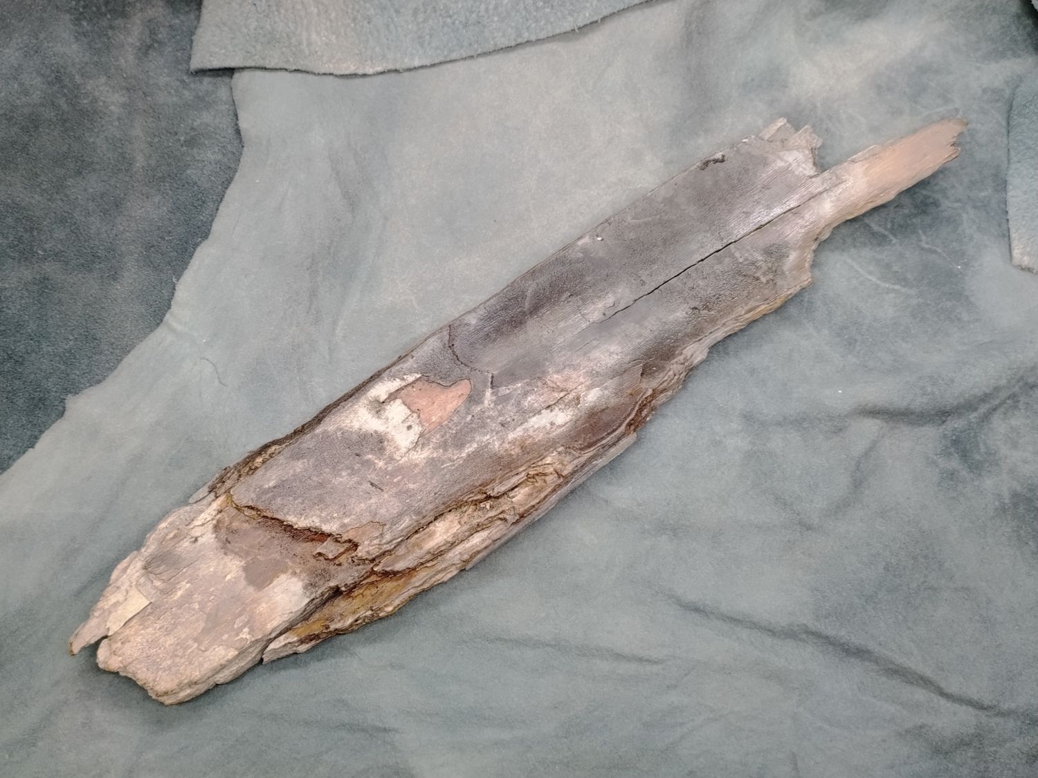 Woolly Mammoth Tusk #4