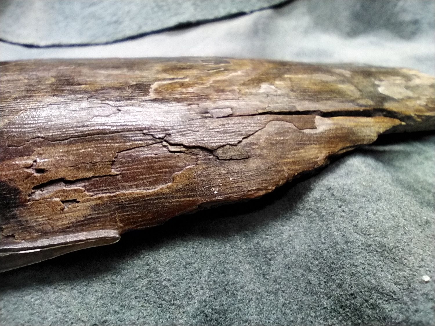 Woolly Mammoth Tusk #4