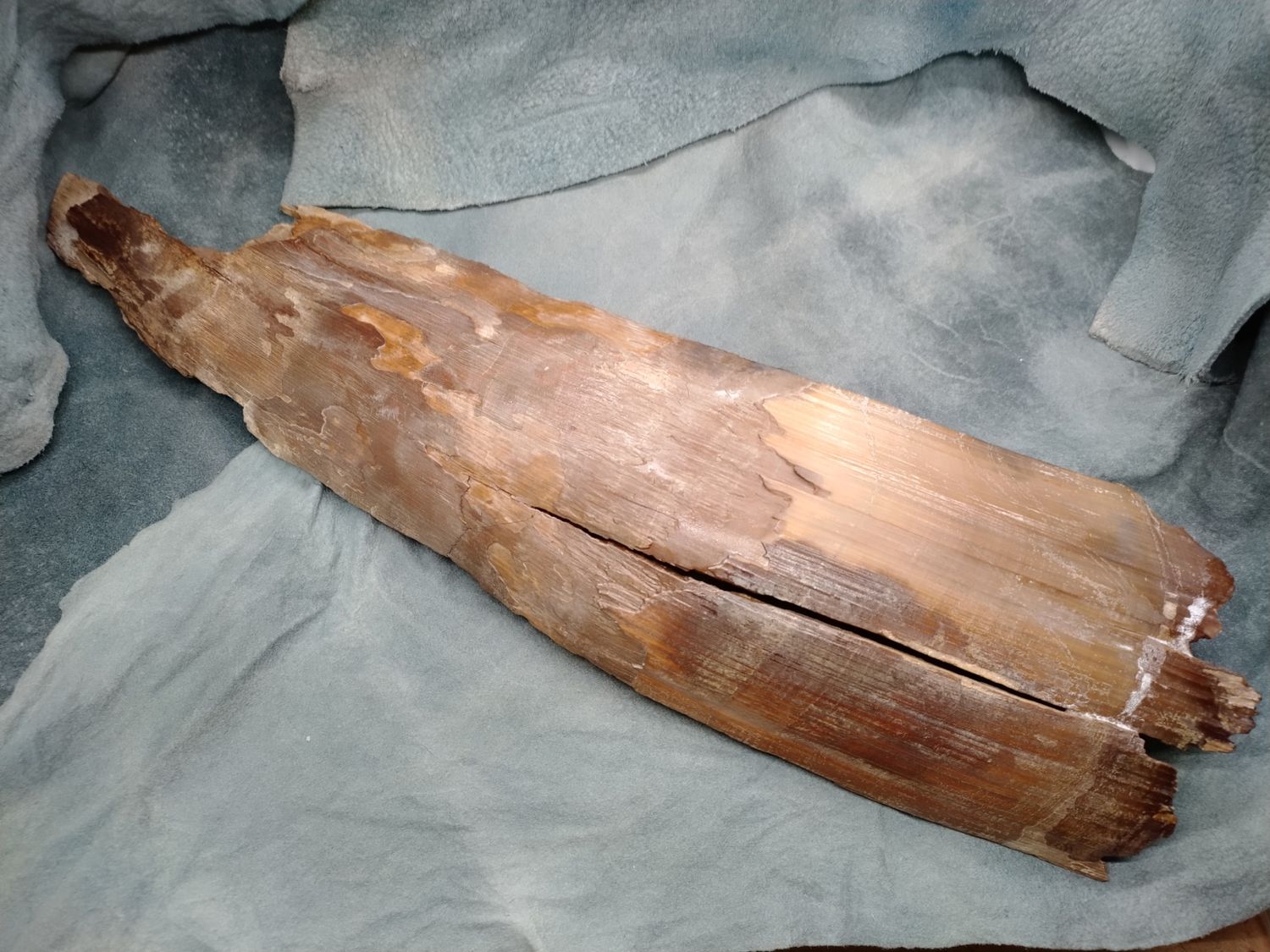 Woolly Mammoth Tusk #5