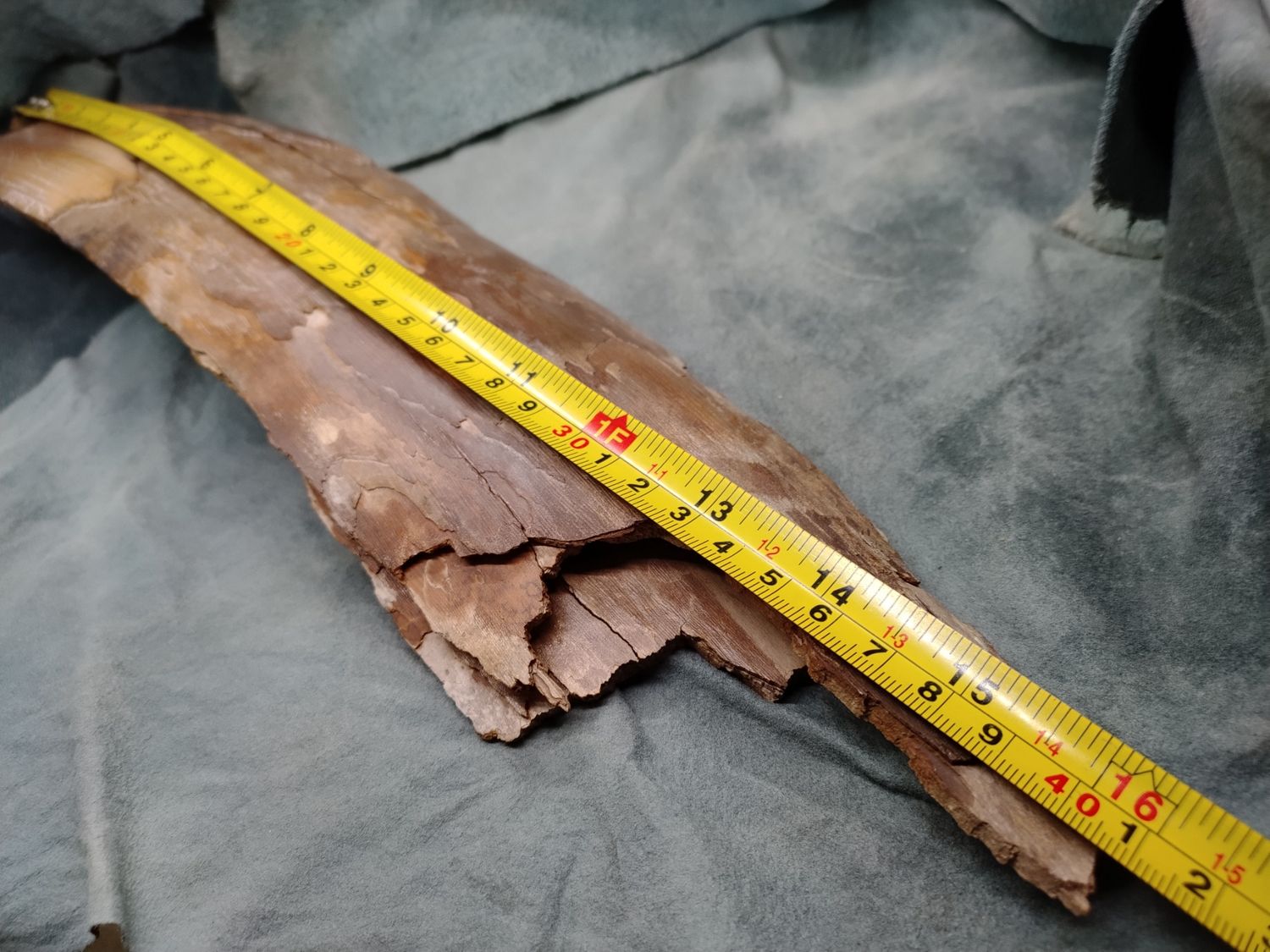 Woolly Mammoth Tusk #5