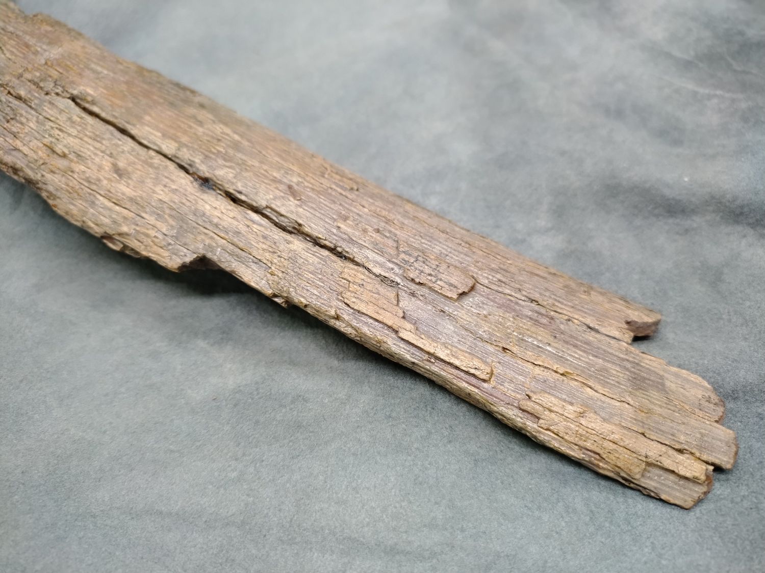 Woolly Mammoth Tusk #3