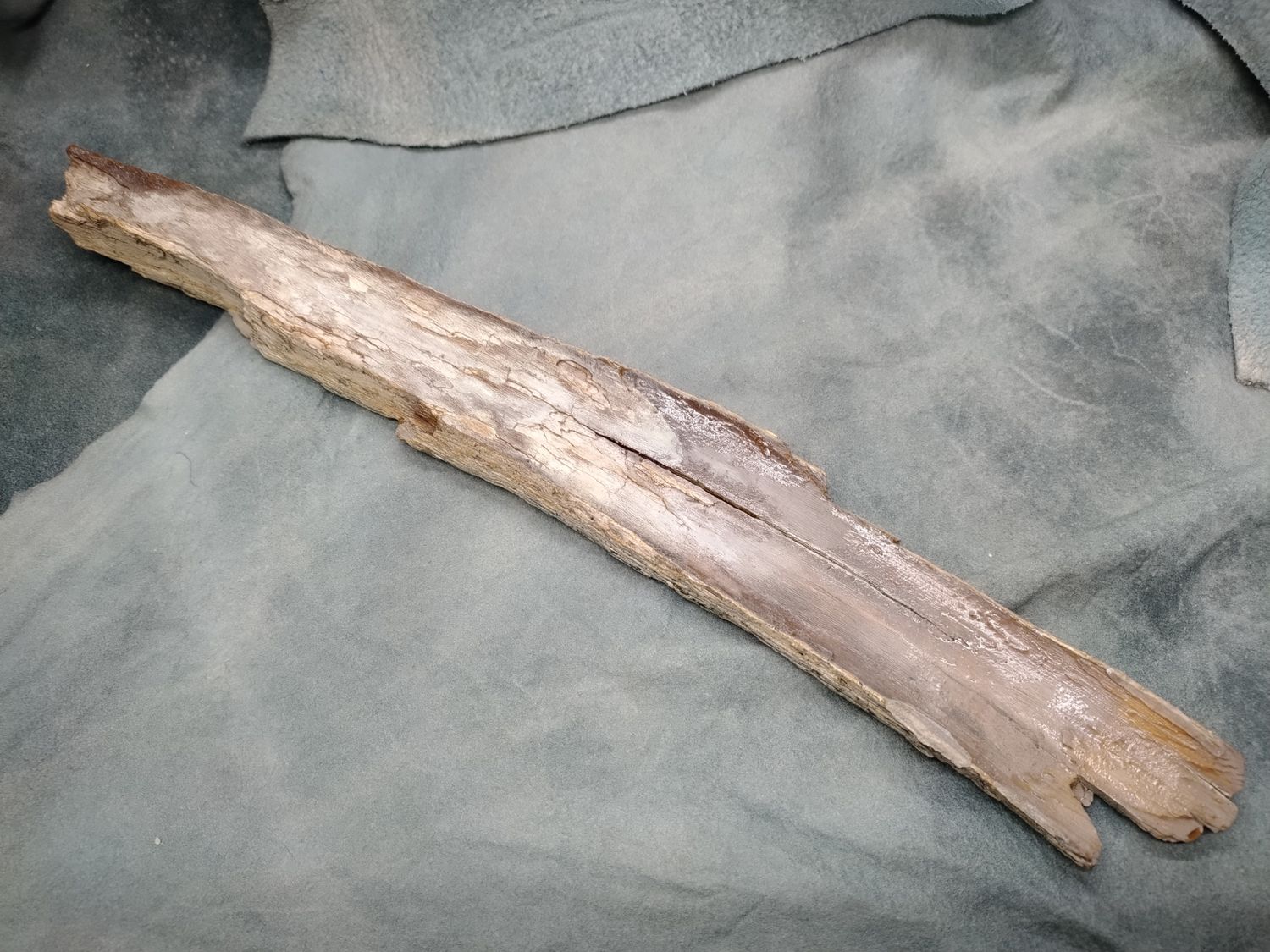 Woolly Mammoth Tusk #3