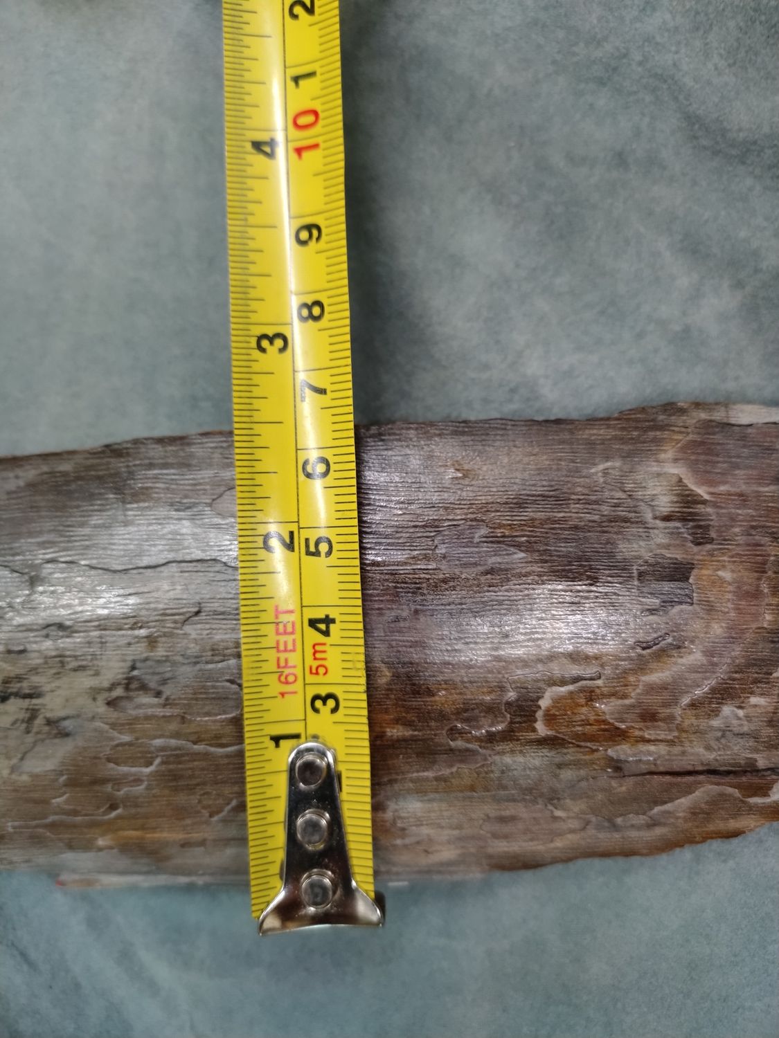 Woolly Mammoth Tusk #4