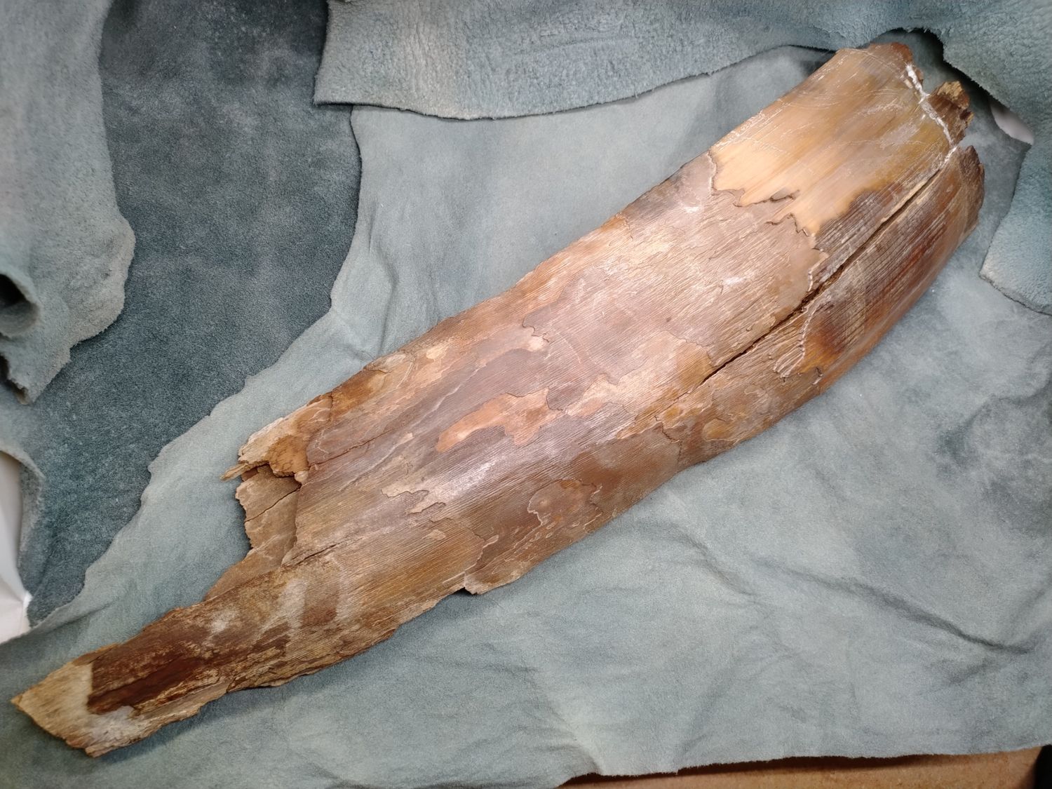 Woolly Mammoth Tusk #5