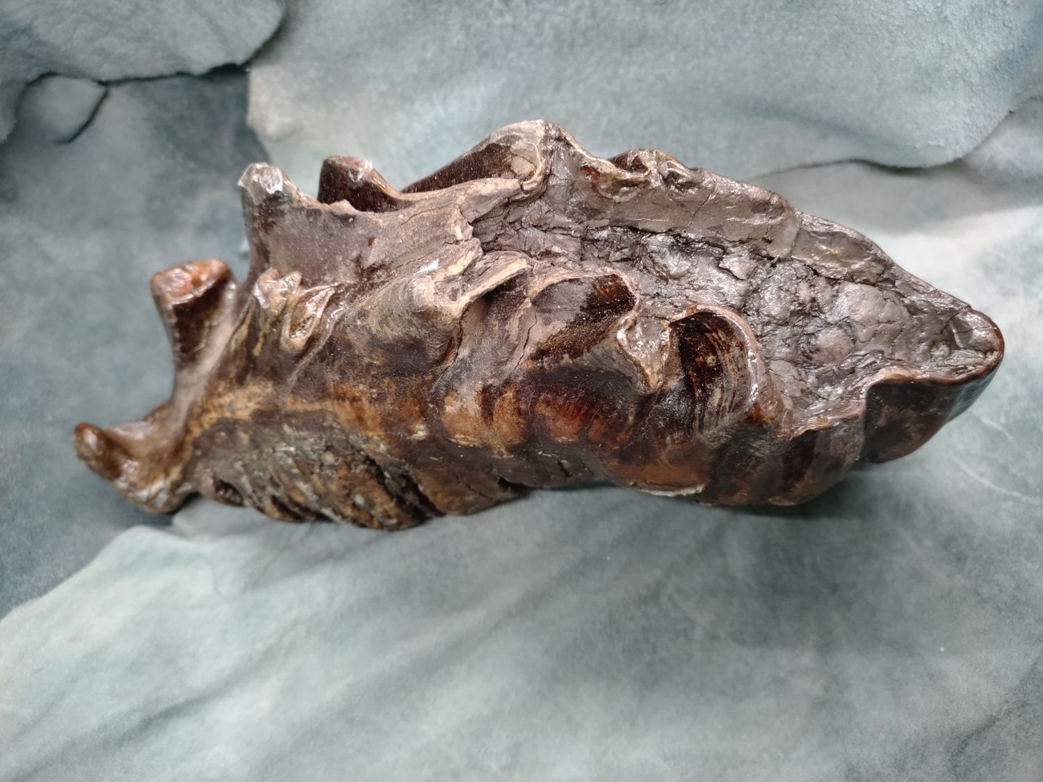 Woolly Mammoth Tooth #1