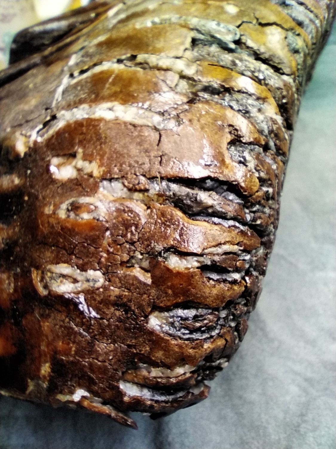 Woolly Mammoth Tooth #1