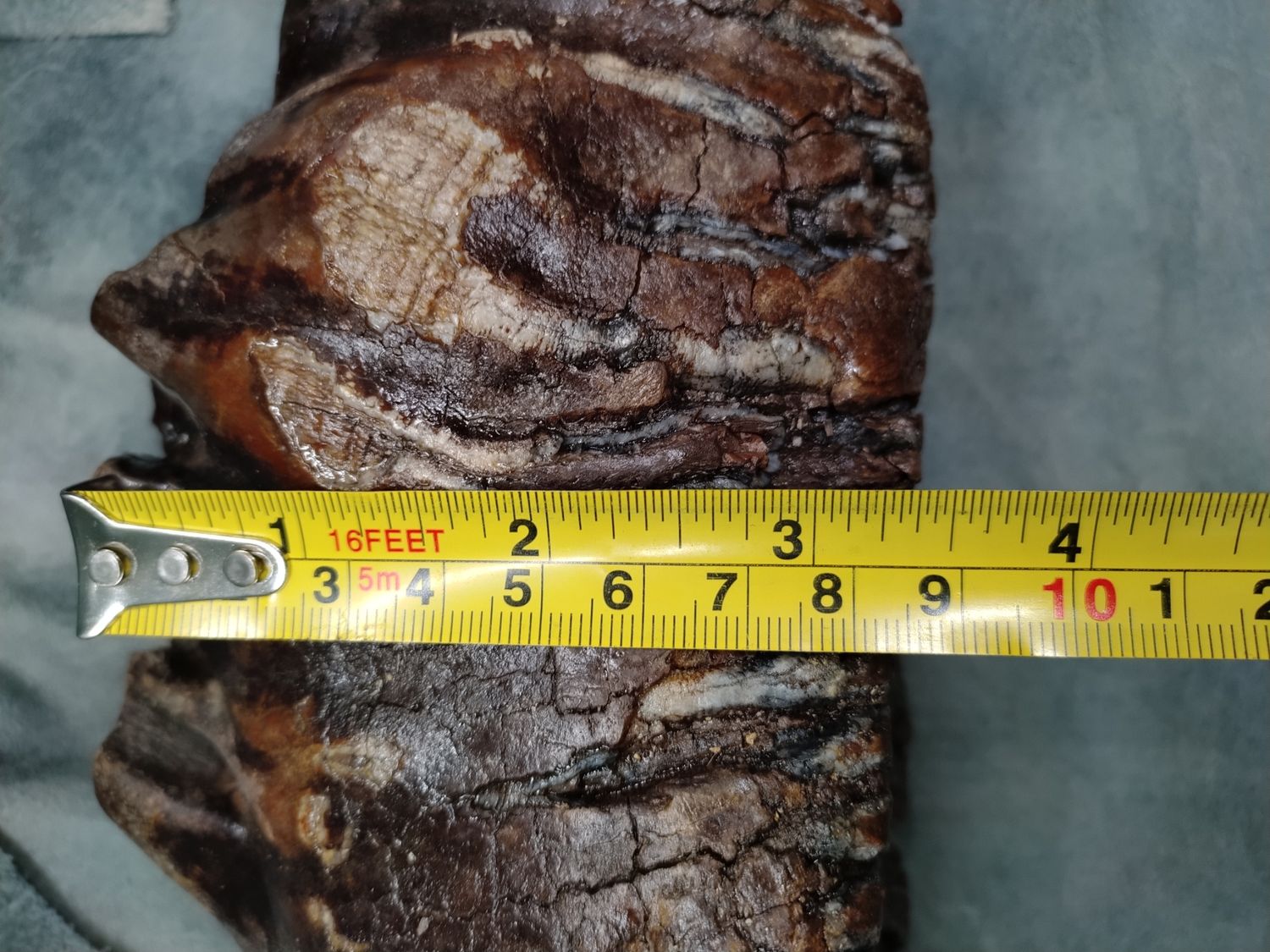 Woolly Mammoth Tooth #1