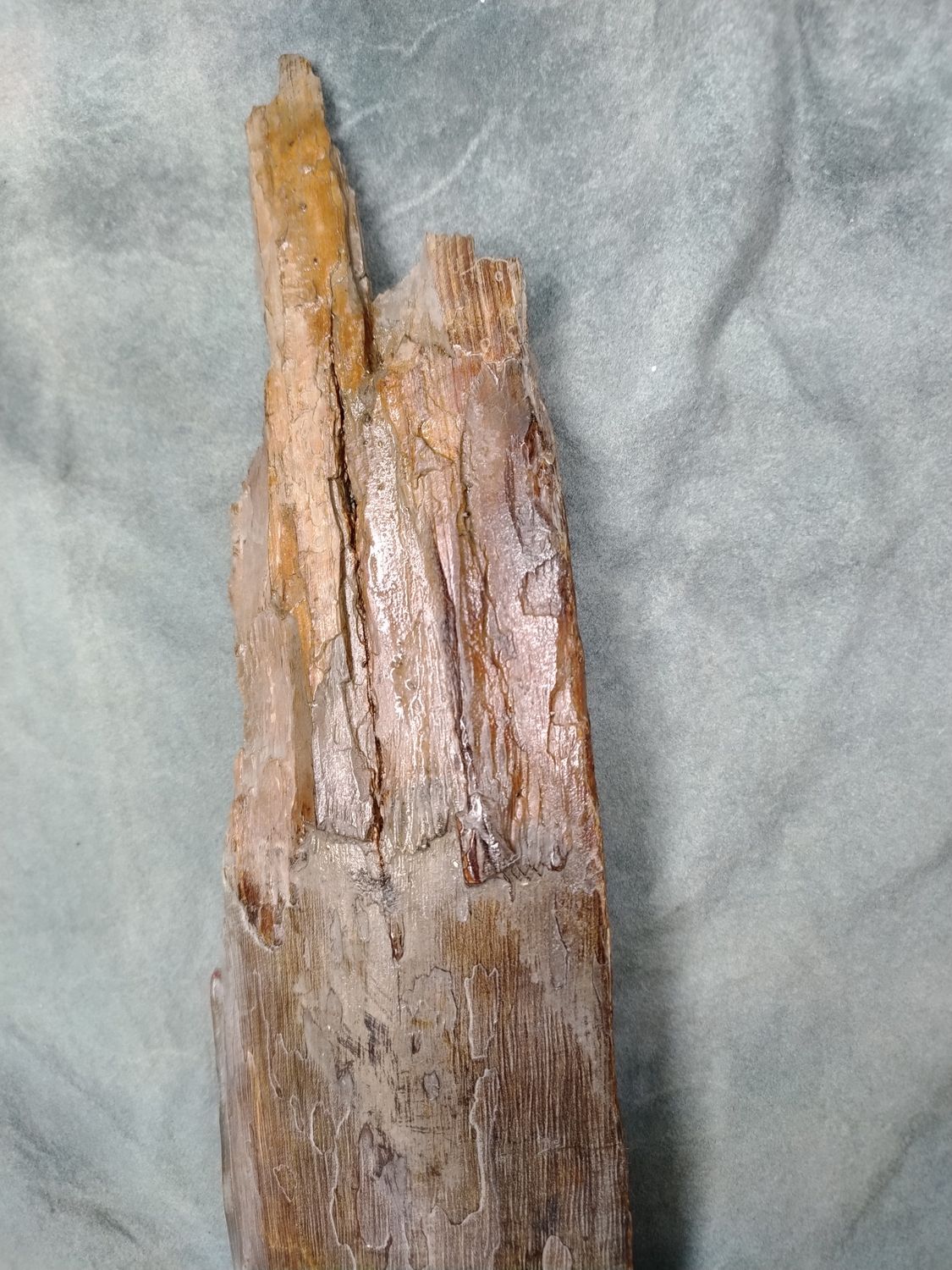 Woolly Mammoth Tusk #4