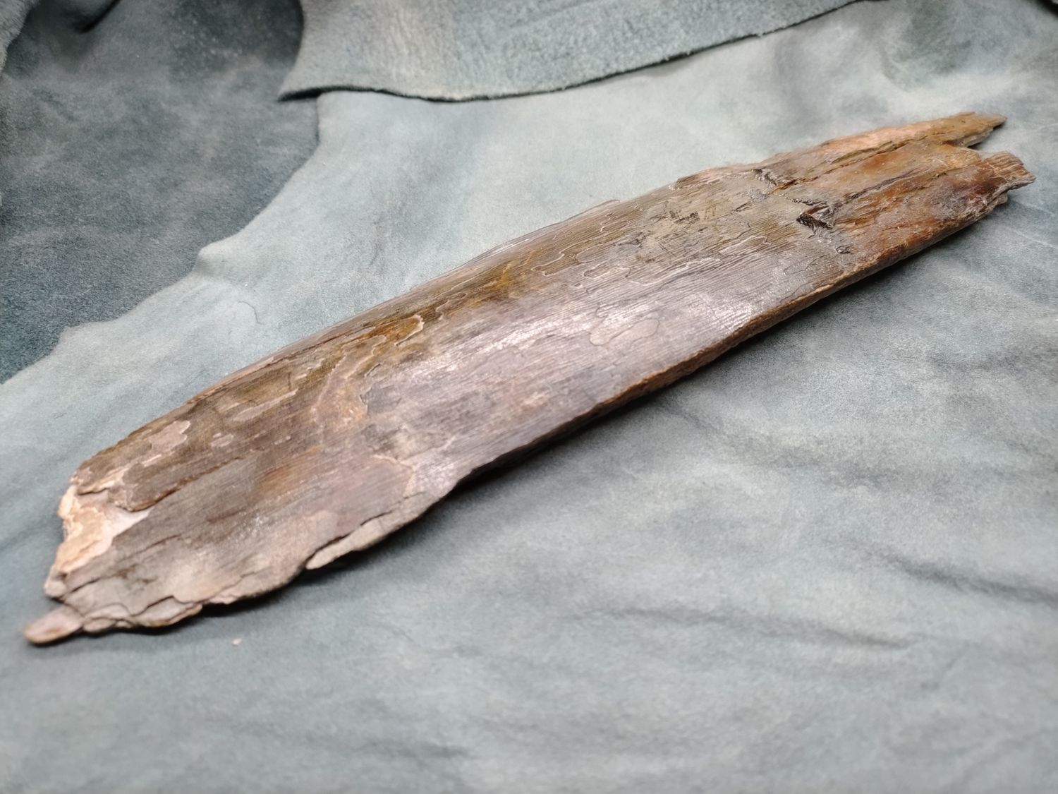 Woolly Mammoth Tusk #4