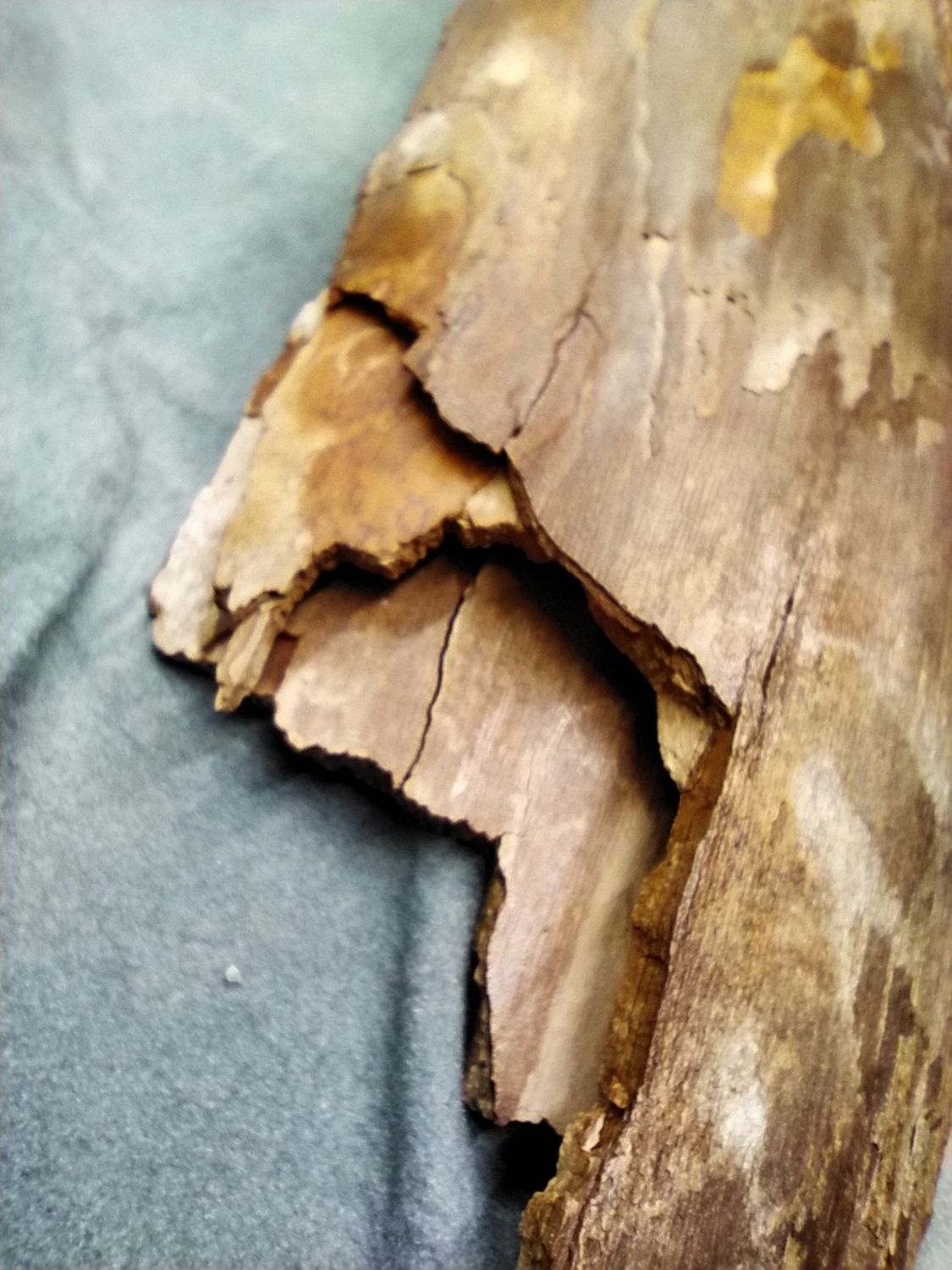 Woolly Mammoth Tusk #5