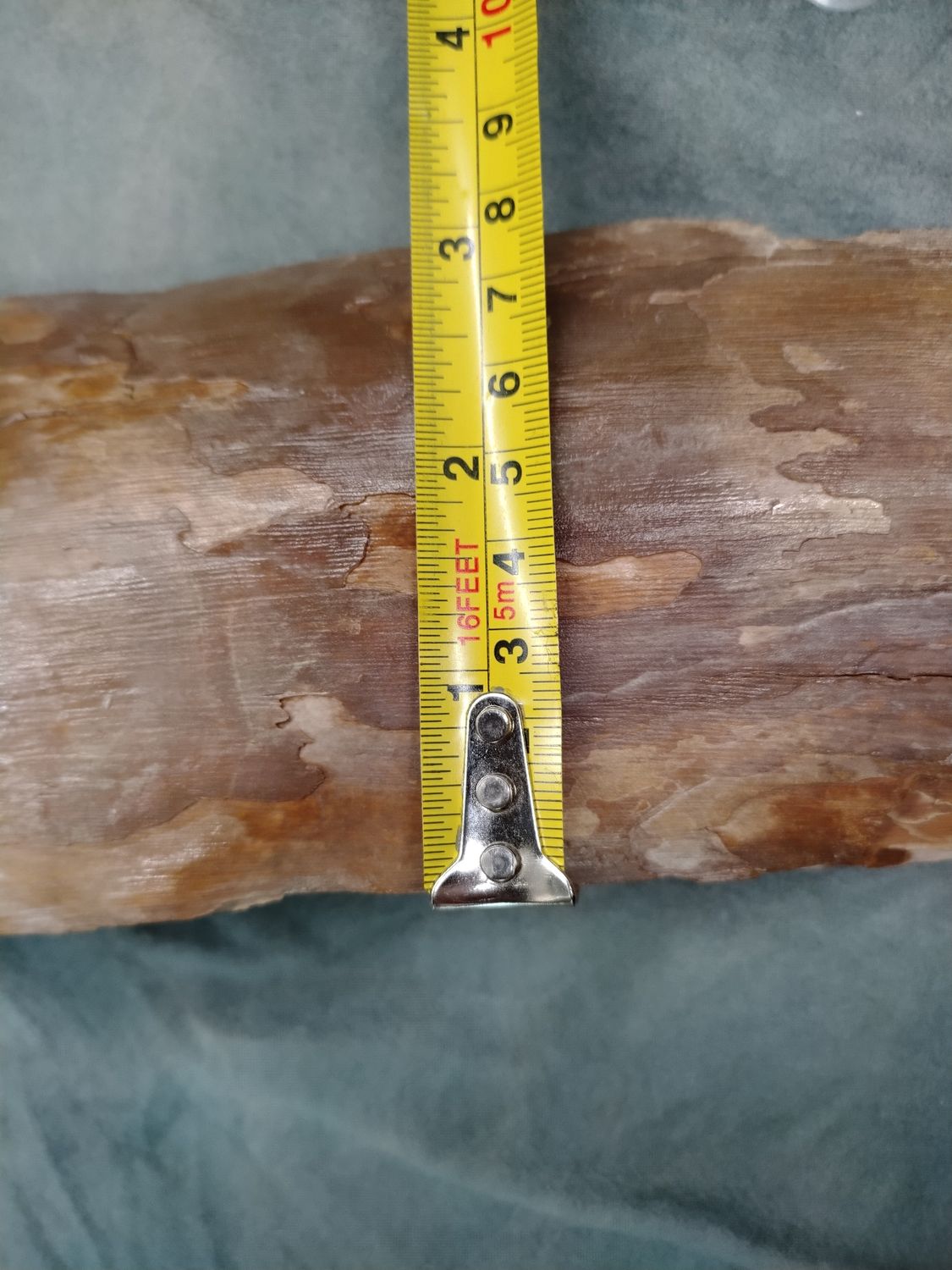 Woolly Mammoth Tusk #5