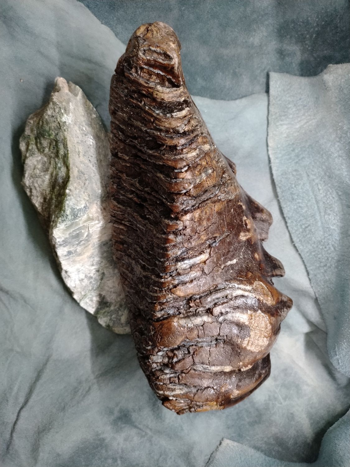 Woolly Mammoth Tooth #1