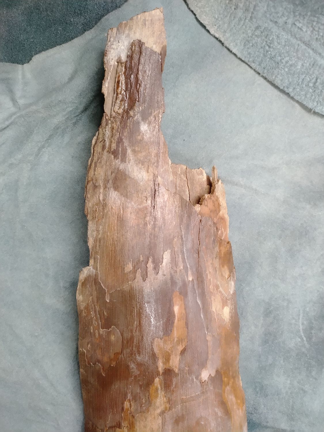 Woolly Mammoth Tusk #5