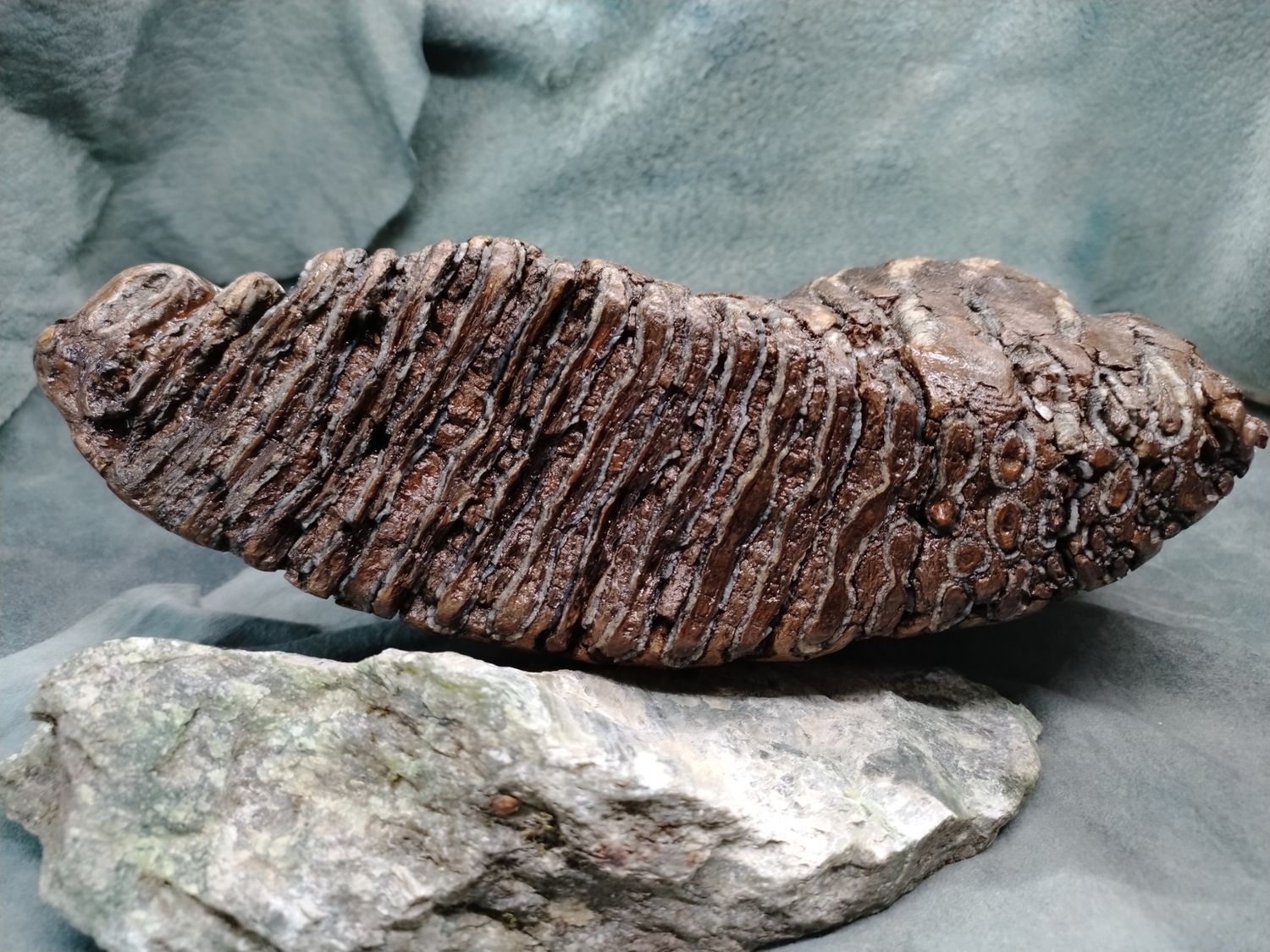 Woolly Mammoth Tooth #1