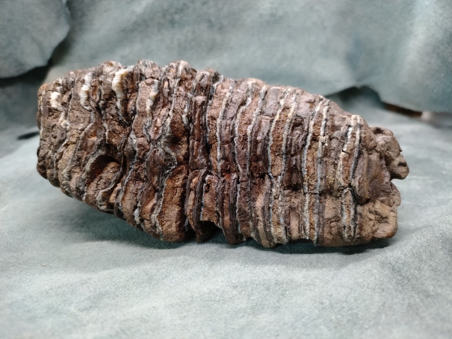 Woolly Mammoth Tooth #2
