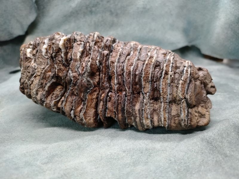 Woolly Mammoth Tooth #2