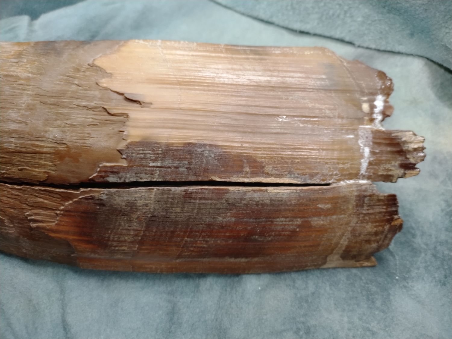 Woolly Mammoth Tusk #5