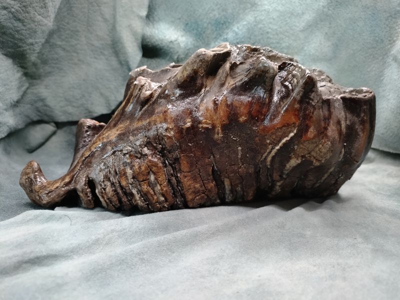 Woolly Mammoth Tooth #1