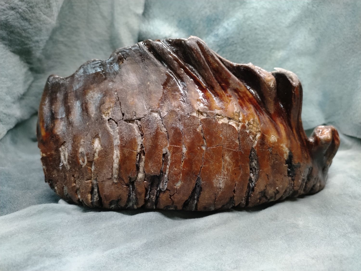 Woolly Mammoth Tooth #1