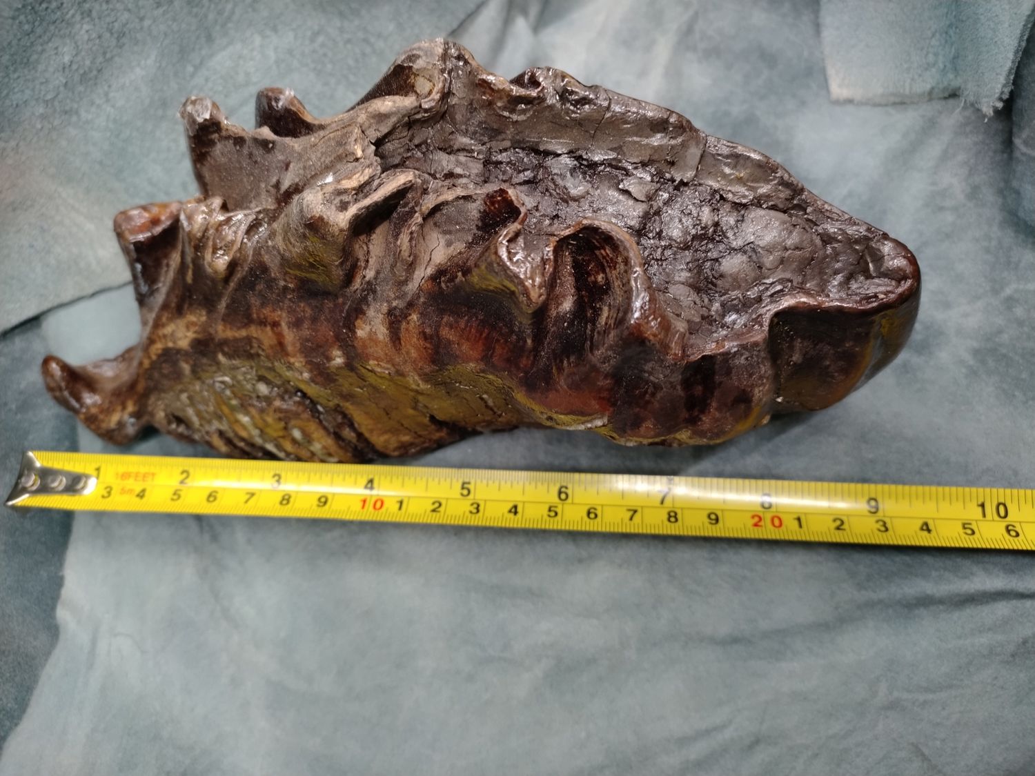 Woolly Mammoth Tooth #1