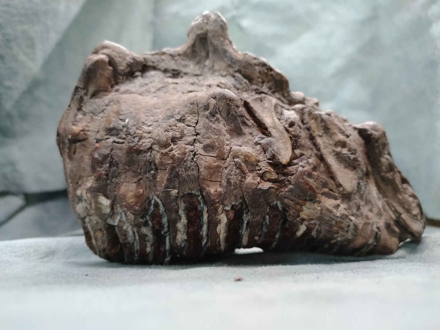 Woolly Mammoth Tooth #2
