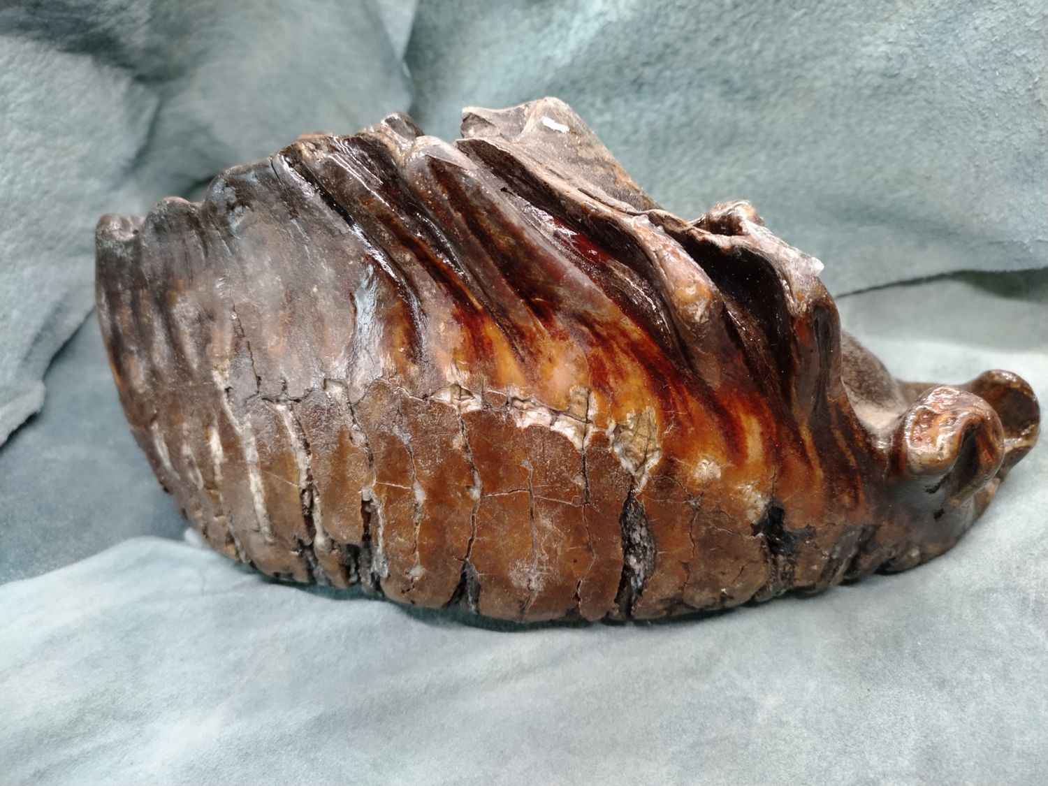 Woolly Mammoth Tooth #1