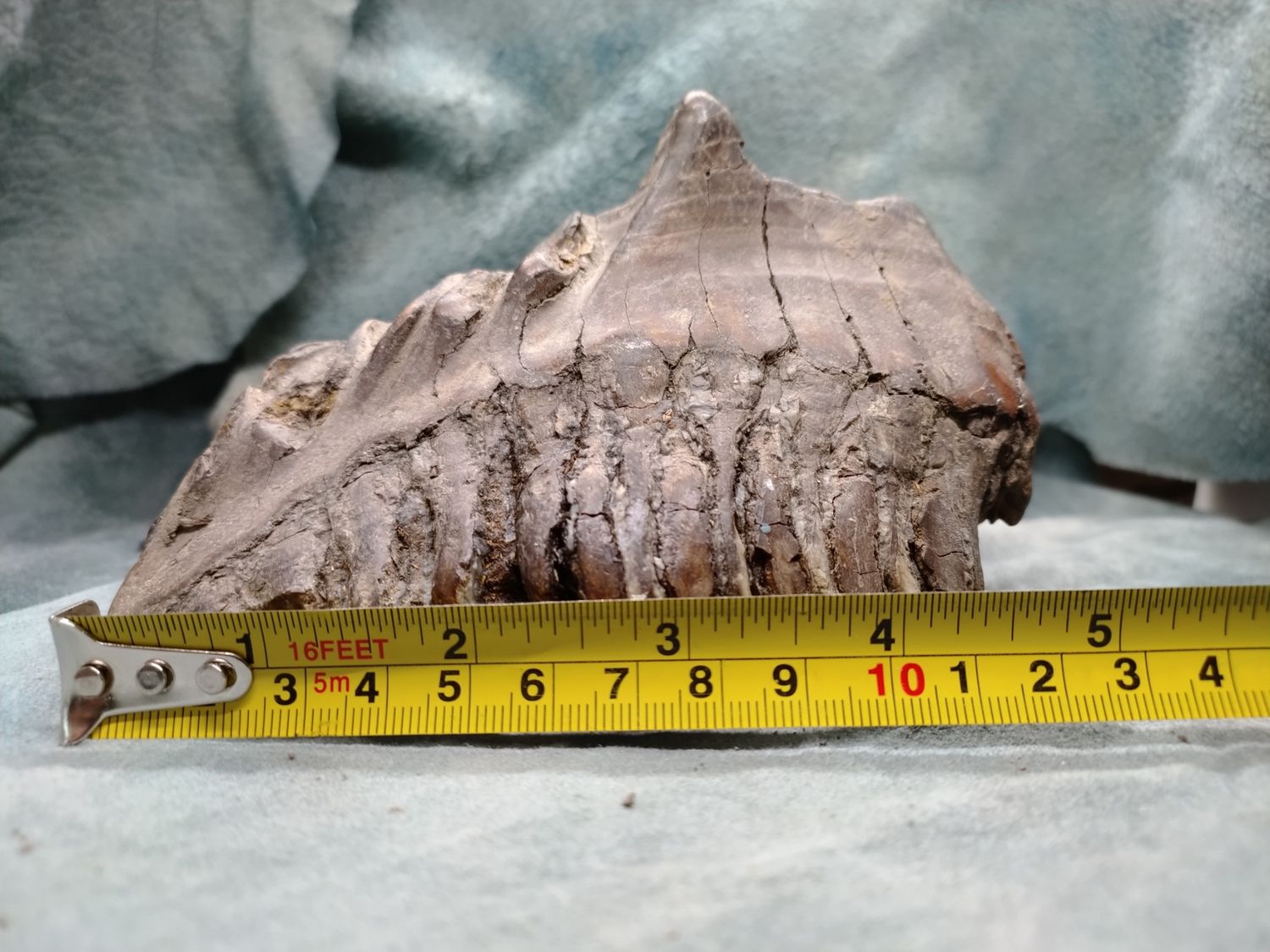 Woolly Mammoth Tooth #2