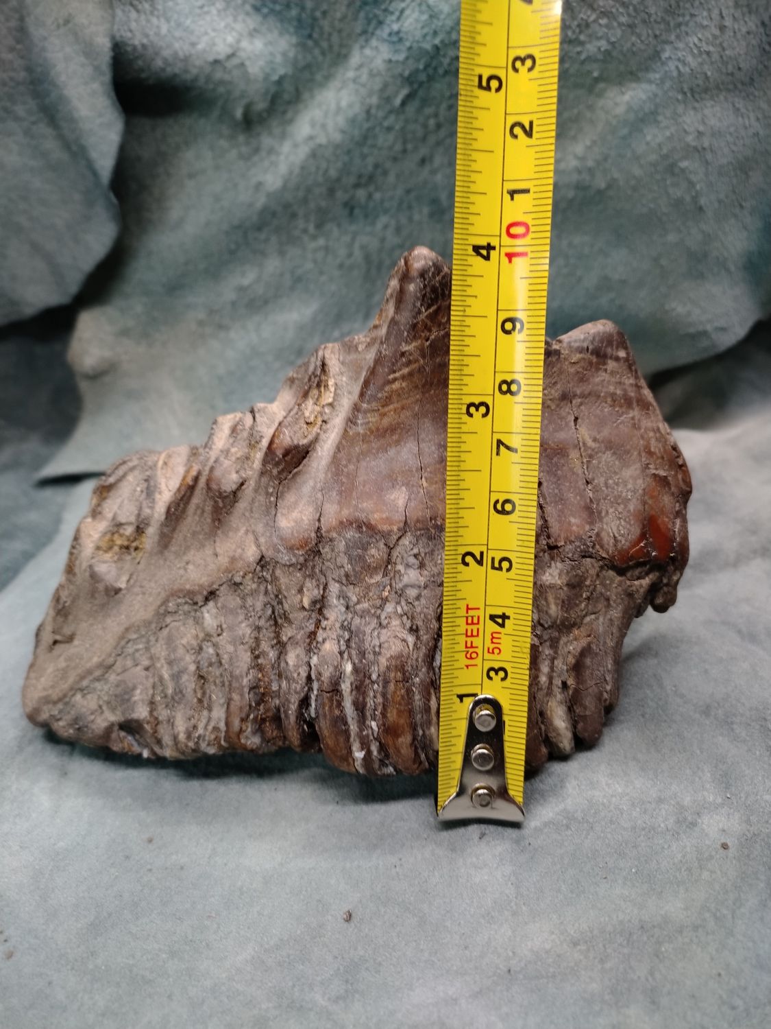 Woolly Mammoth Tooth #2