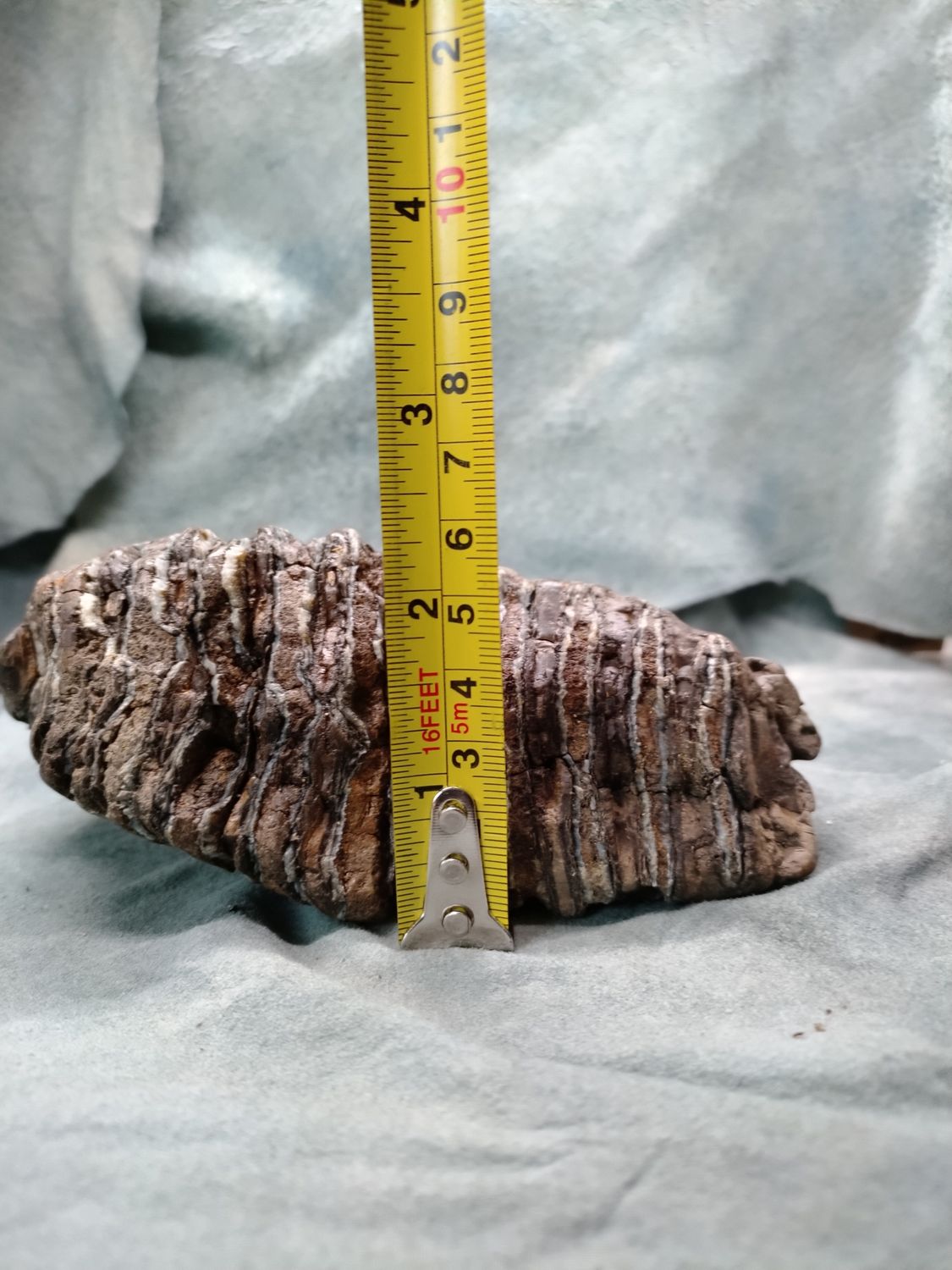 Woolly Mammoth Tooth #2