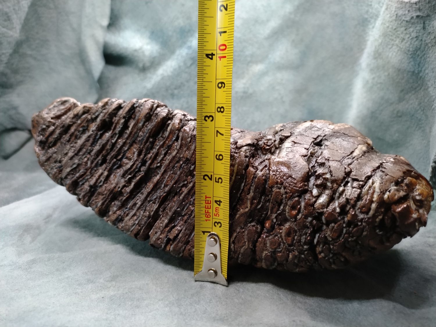 Woolly Mammoth Tooth #1