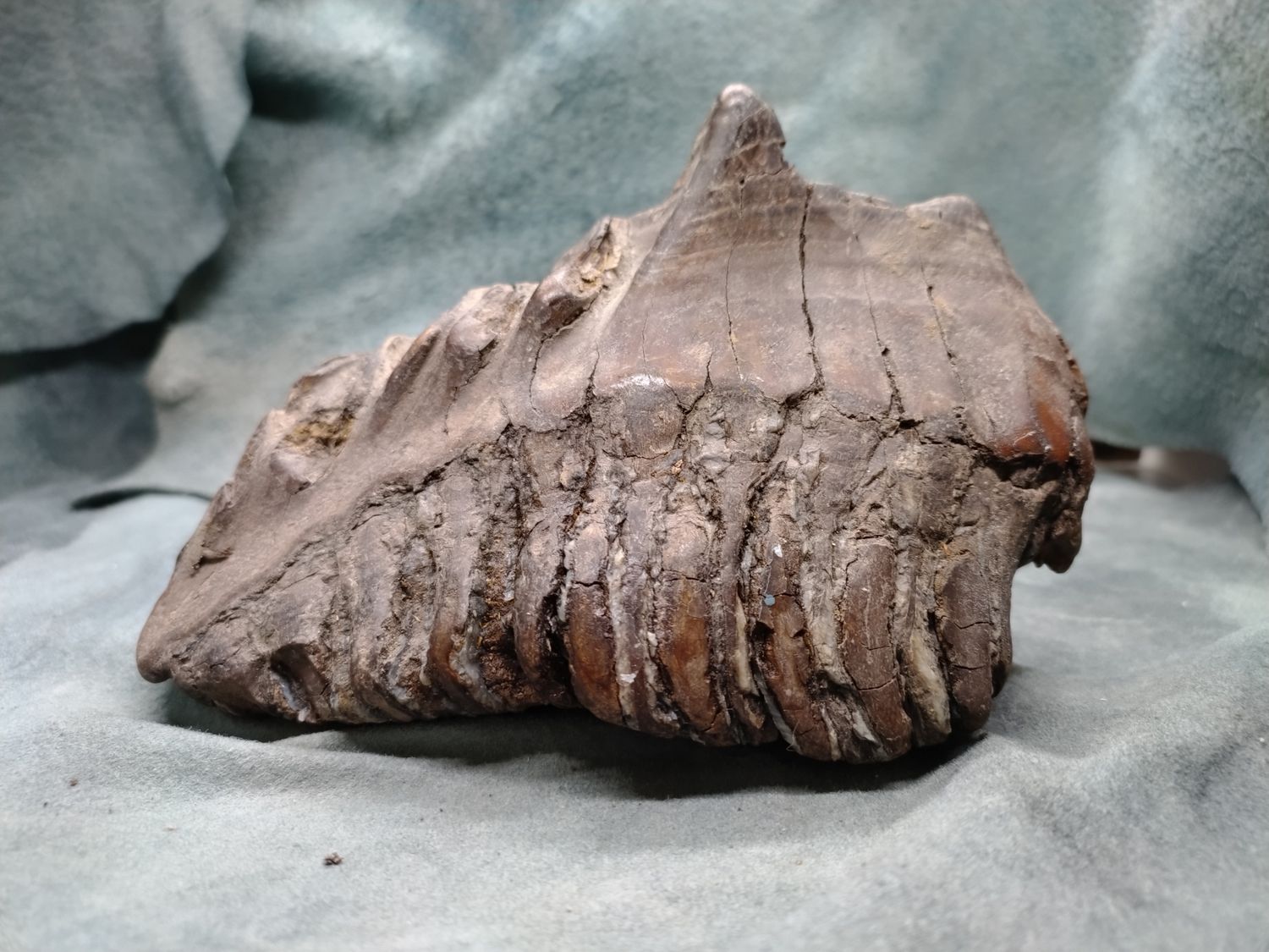 Woolly Mammoth Tooth #2